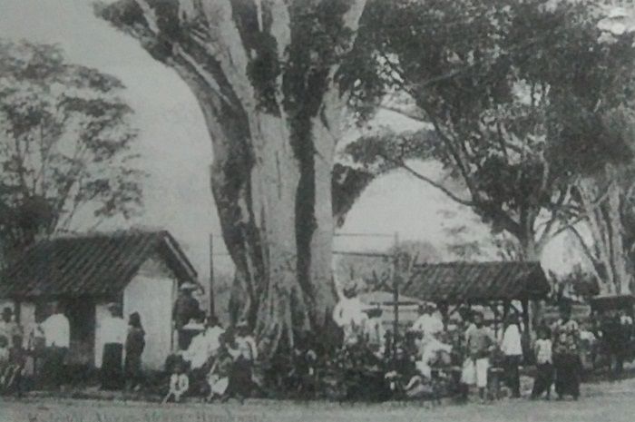 Tangkal caringin atawa beringin di alun-alun Bandung/ Tina “Bandung Kilas Peristiwa Di Mata Filatelis Sebuah Wisata Sejarah” (Kiblat 2006)