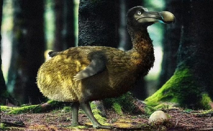 Gambaran artis burung dodo.*  