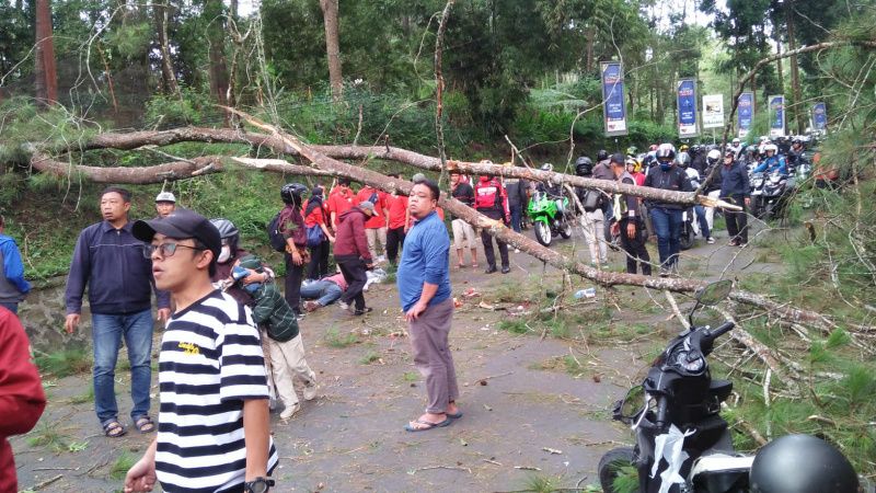 Suasana pohon tumbang di Cikole, Bandung Barat.