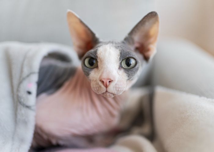 Kucing jenis Sphynx