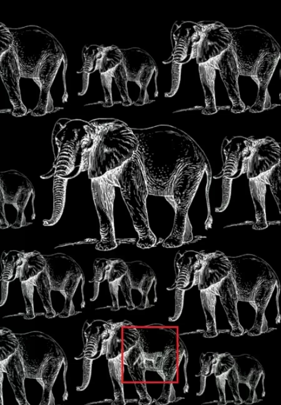 Kunci jawaban tes IQ ilusi optik gajah dan harimau.