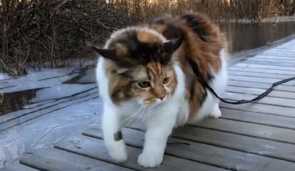 Kucing Maine Coon Tangkapan layar: Youtube X Science