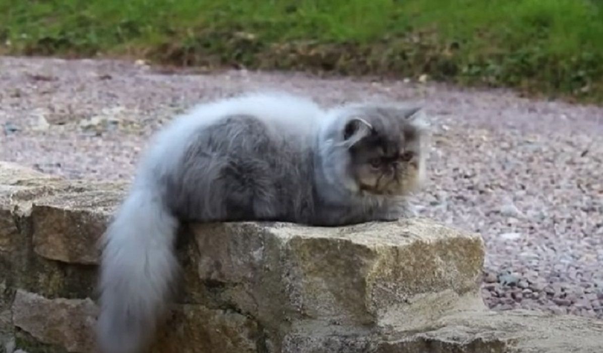 Kucing Persia Tangkapan layar: Youtube X Science