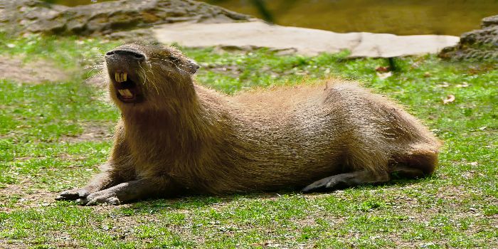 Kenapa kapibara disebut ‘masbro’?