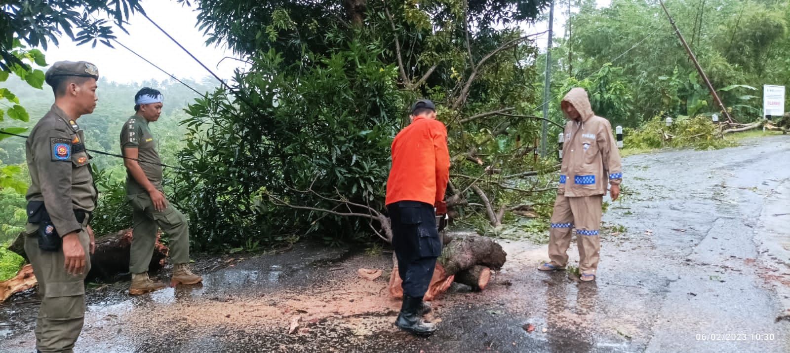 BENCANA ALAM! Terjadi Pohon Tumbang di Kecamatan Simpenan Pagi ini, Senin 6 Februari 2023