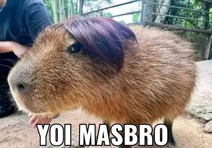 KUMPULAN Foto Meme Kapibara 'Masbro' yang Trending, Lucu dan Menggemaskan