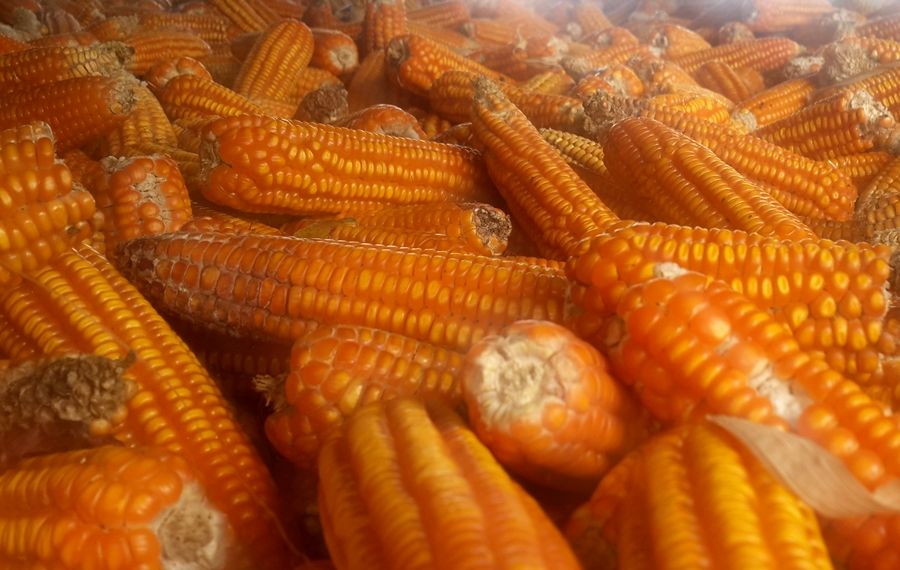 Komoditas jagung asal Kabupaten Bandung Jawa Barat, peluang usaha pertanian tahun 2023.