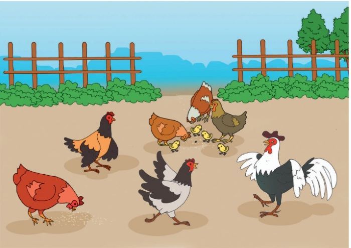 Ilustrasi Kunci Jawaban Tema 6 Kelas 2 Halaman 44, 47, 48, 49: Mengapa Lani Harus Rajin Merawat Ayam dan Kelincinya?