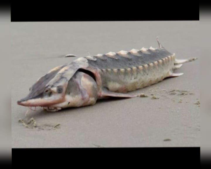 Ikan monster mengerikan dengan 'gigi luar, pelapis baju besi, dan mulut bertulang' ditemukan/mirror.co.uk
