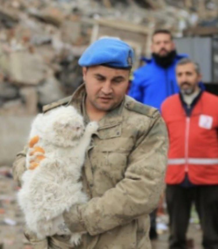 Seekor Kucing Diselamatkan dari Reruntuhan Gempa di Turki