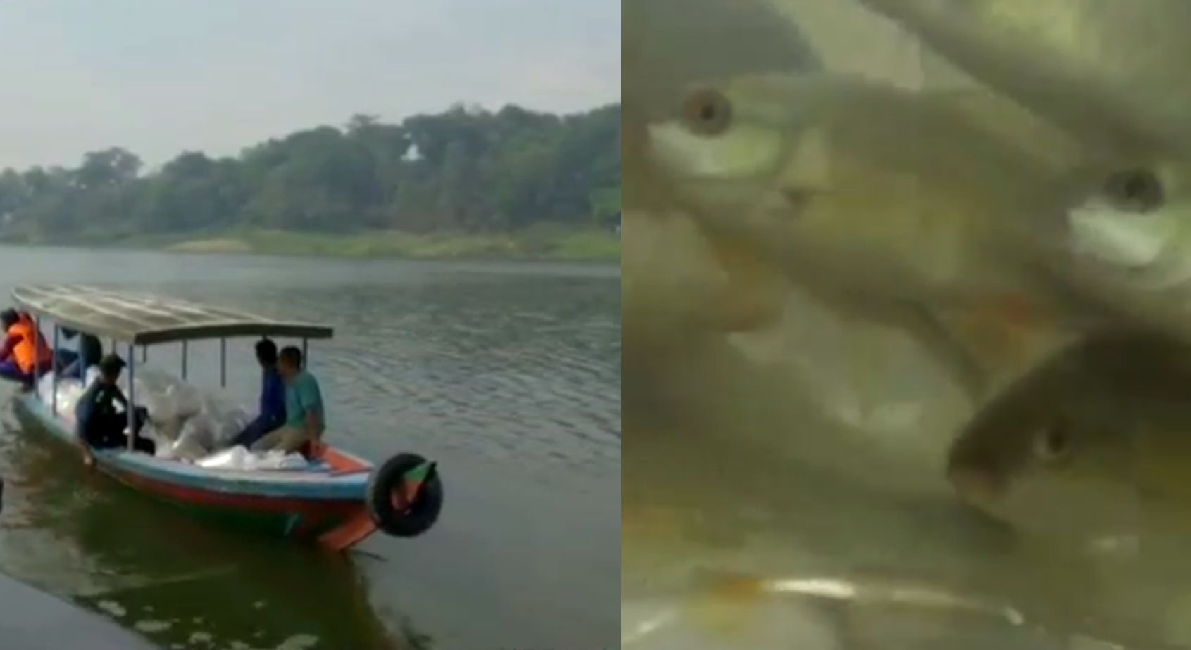 Tampilan ikan lokal perikanan Jawa Barat di Waduk Jatiluhur Purwakarta 