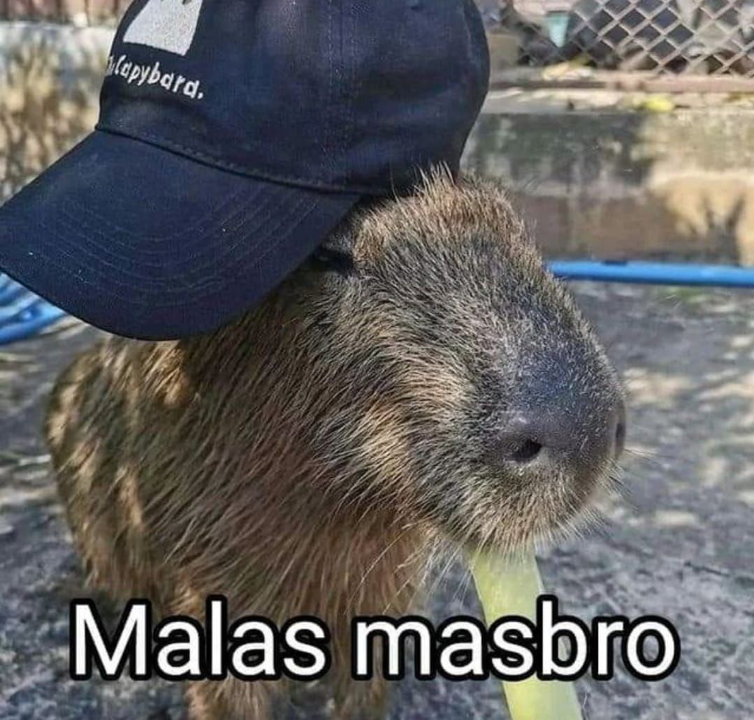 Kumpulan Foto Meme Capybara Masbro