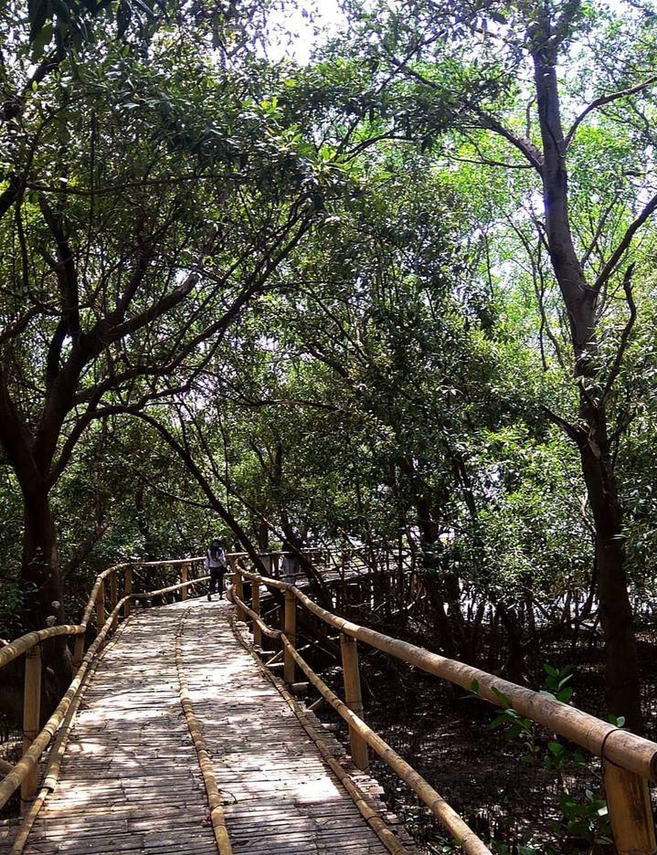  ekowisata mangrove 