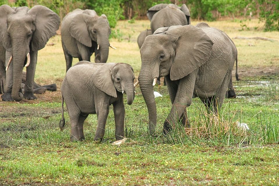 Ilustrasi gajah, Cerdas dan Memiliki Ingatan yang Kuat, Berikut 15 Fakta Unik Gajah yang Perlu Diketahui