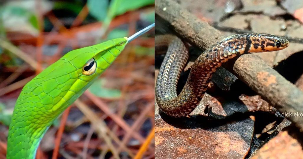 Dua jenis ular penghuni Tahura Djuanda Bandung