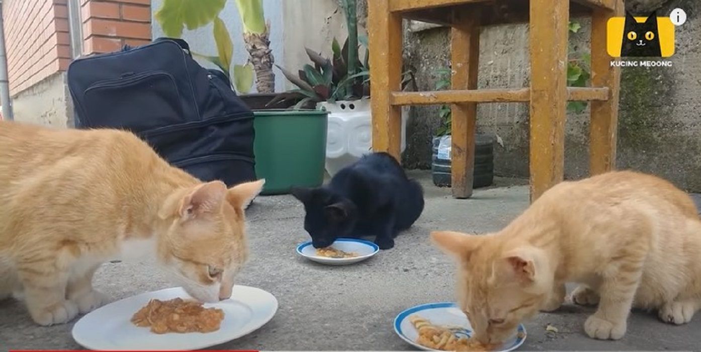 Ilustrasi Kucing Kampung Makan (Tangkapan Layar Youtube: Kucing Meoong)