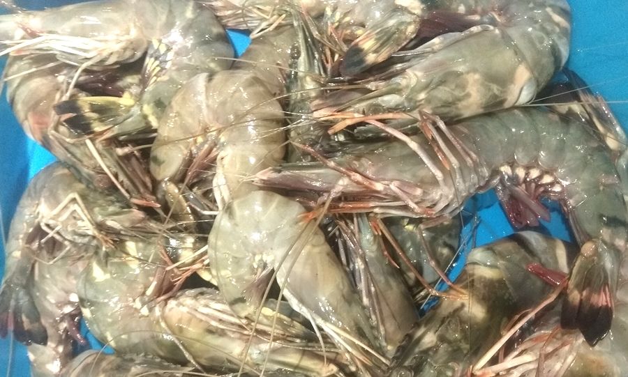 Jarang Diketahui, Ini 3 Manfaat Udang Untuk Kecantikan Kulit Dan ...