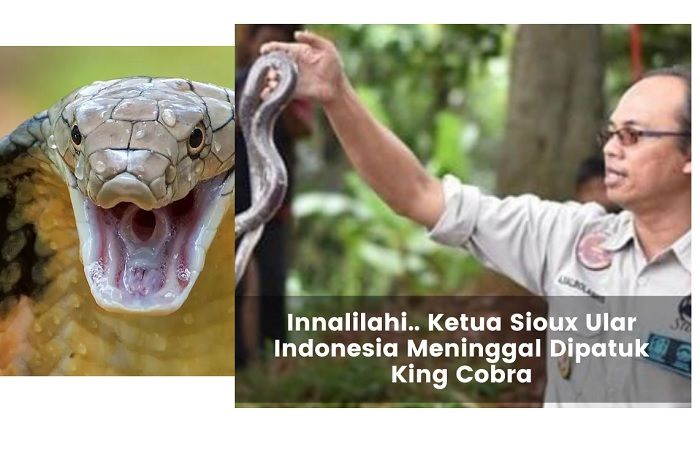 Aji Rachmat Purwanto, pawang ular senior sekaligus pendiri Yayasan Sioux Ular Indonesia meninggal digigit King Cobra, selamat jalan!