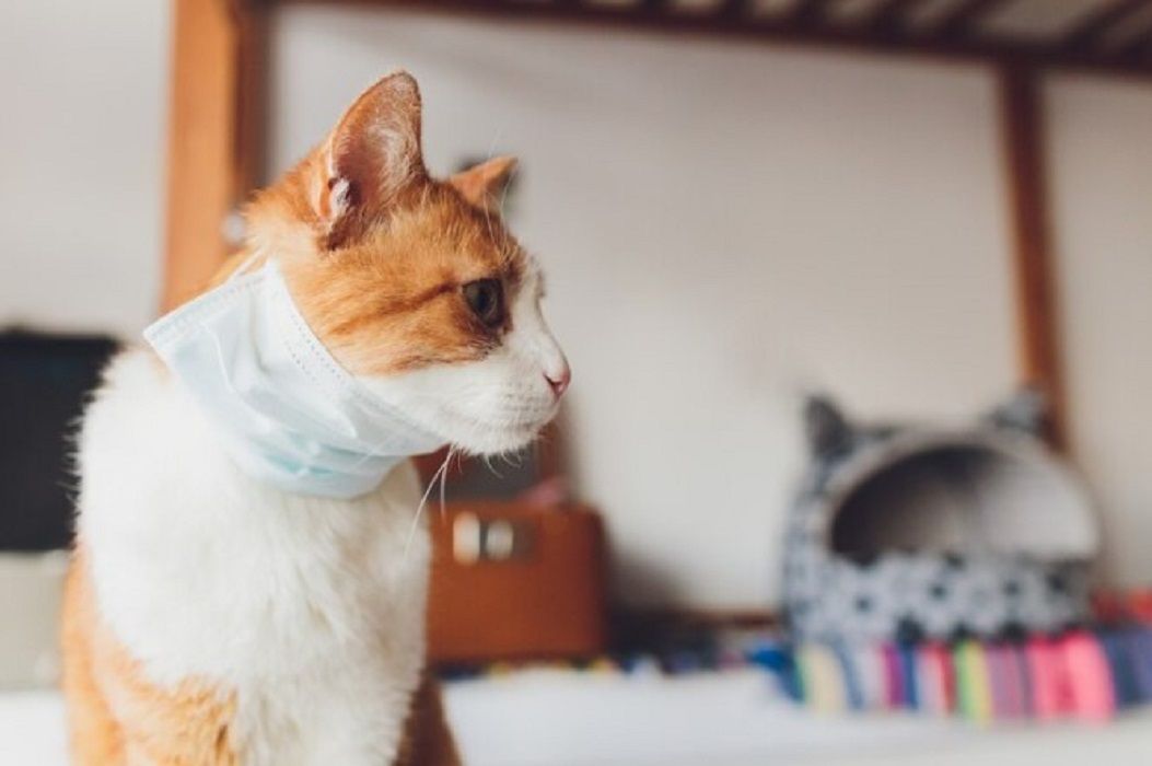 10 Cara Mengobati Flu Pada Kucing Secara Alami