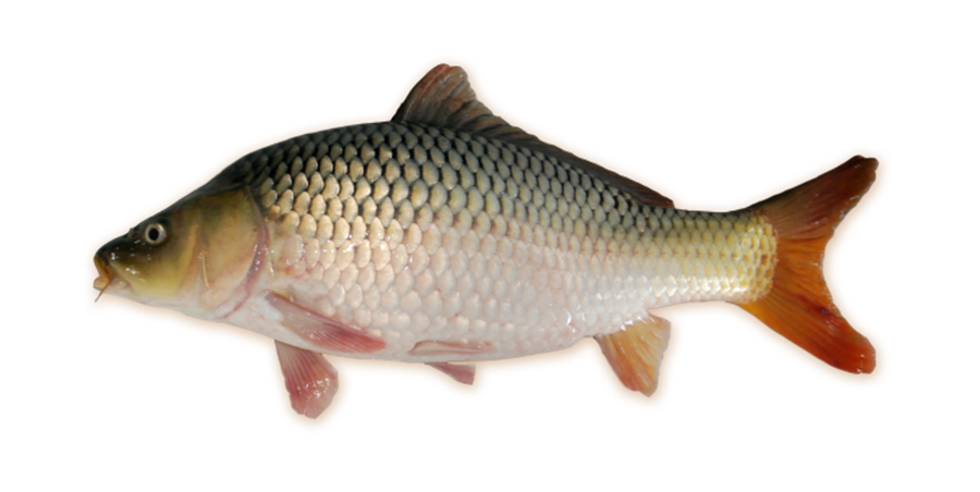 ikan mas mustika jantan, jenis unggul untuk budidaya ikan mas agar cepat tumbuh dan tahan penyakit. 