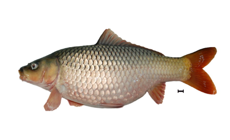 ikan mas mustika betina, jenis unggul untuk budidaya ikan mas agar cepat tumbuh dan tahan penyakit bagus untuk usaha pemancingan.