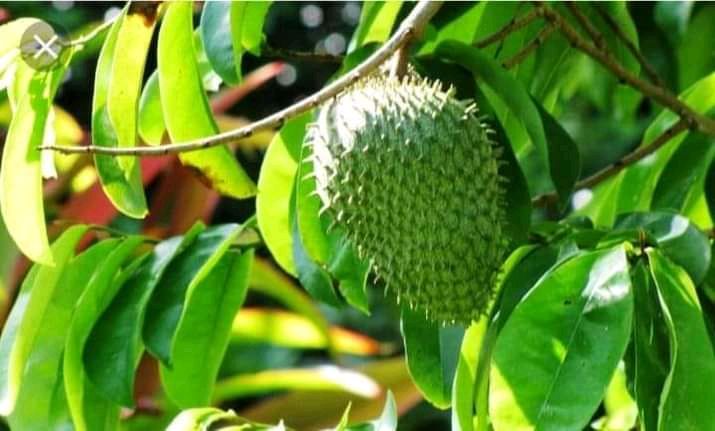 buah sirsak