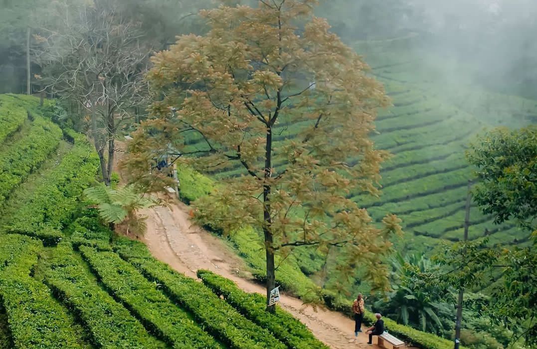 Simak prakiraan cuaca di Puncak Bogor hari ini, Selasa, 28 Maret 2023.