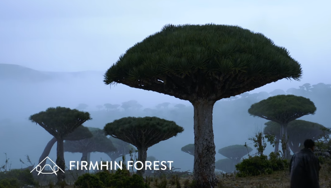 Pohon Darah Naga hanya tumbuh di Pulau Socotra/YouTube Inertia Network