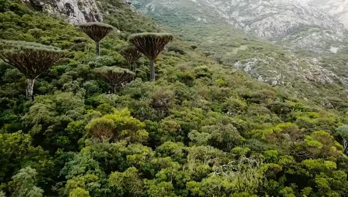 Pulau Socotra/YouTube Inertia Network