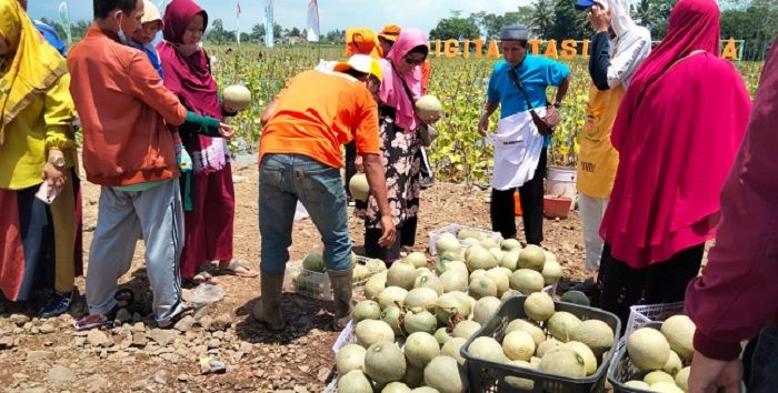 Pengunjung memilih buah melon.*/Kabar-Priangan.com/Arief FK