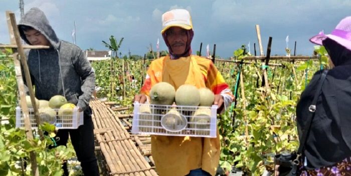 Petani menunjukkan buah melon yang baru dipetik.*/kabar-priangan.com/Arief FK