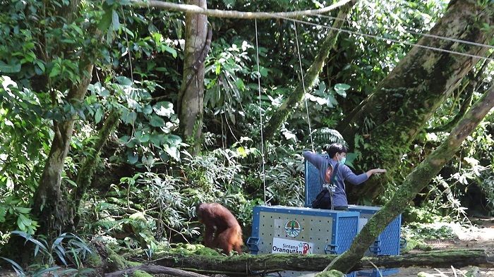 Tana Bentarum dan BKSDA Kalimantan Barat melakukan pelepasliaran orangutan di kawasan Taman Nasional Betung Kerihun yang kesebelas
