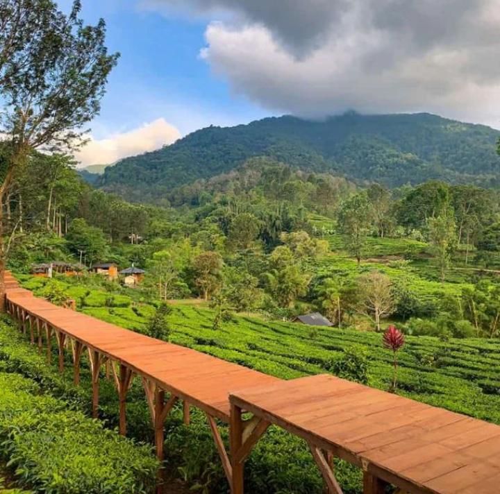 Tea Bridge Gunung Mas Puncak/Instagram/@wisatagunungmas
