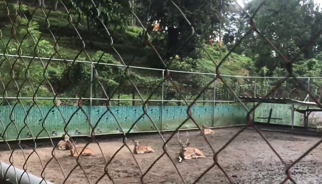 Kandang Rusa di Taman Wisata Green Hills, Liburan Akhir Pekan sambil mengenal hewan