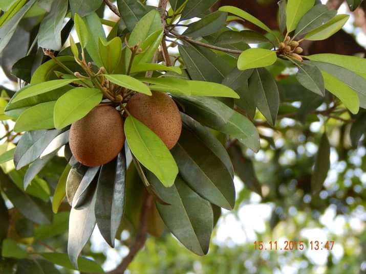 buah sawo
