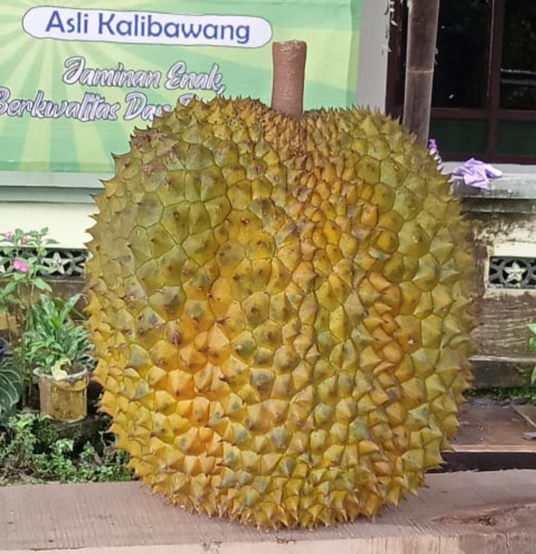Durian bawor khas Kalibawang, Kulon Progo. Tak hanya buahnya yang lebih besar, citarasa dan aroma juga benar-benar istimewa