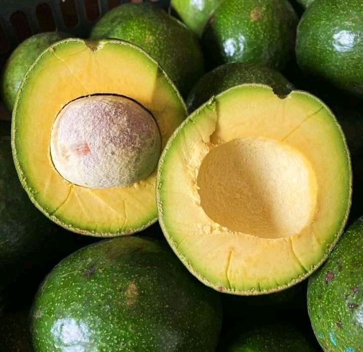 alpukat