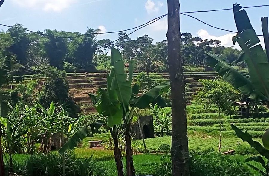 Kawasan pertanian di Sumedang Jawa Barat, Kementan tidak mengkhawatirkan musim kemarau 2023.