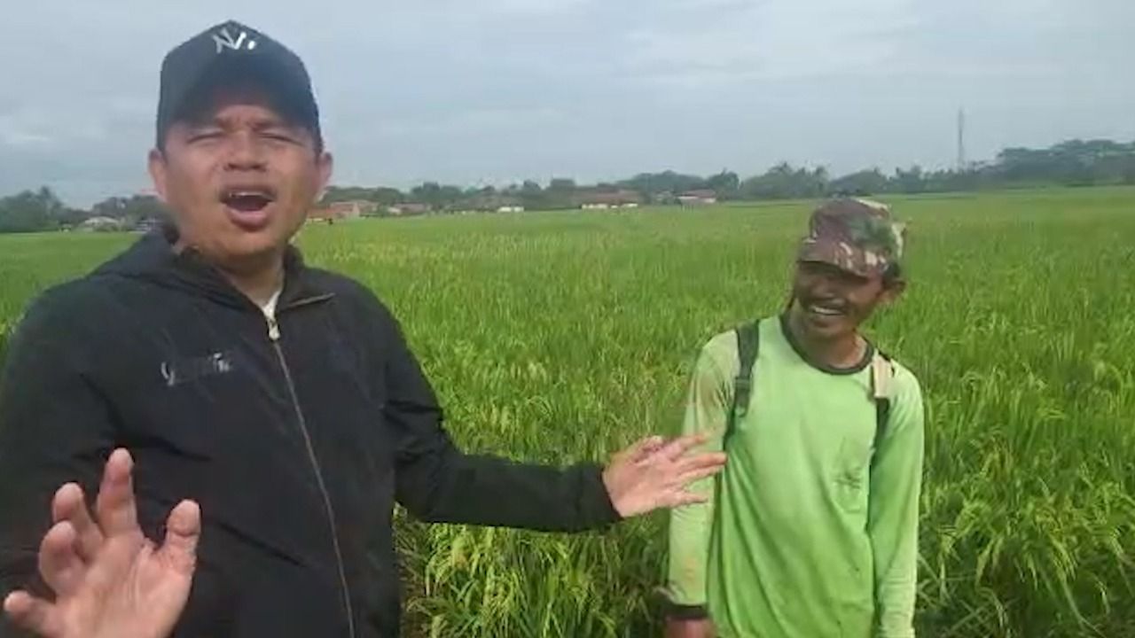 Kang Dedi Mulyadi saat berada di areal pesawahan padi organik di wilayah Subang