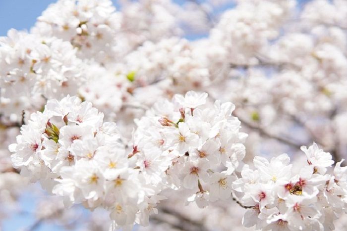 Musim sakura di Jepang