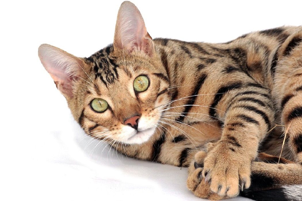 KAGET! Harga Satu Ekornya Sampe Ratusan Juta, Apa Sih Keunikan Kucing Bengal?