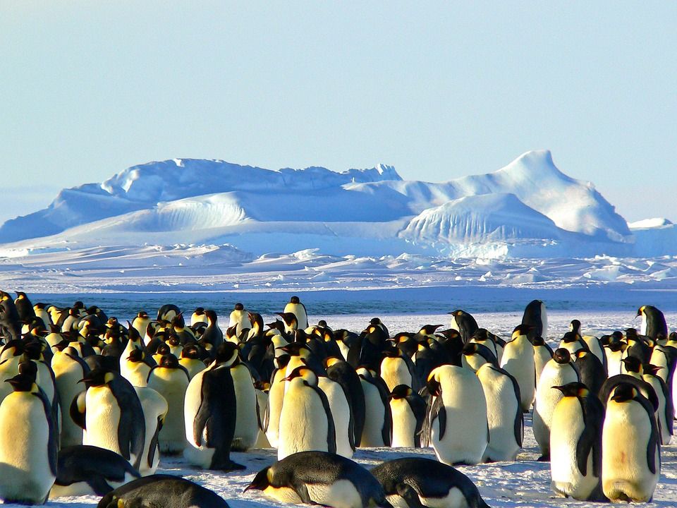 Ilustrasi-Habitat pinguin di Antartika.