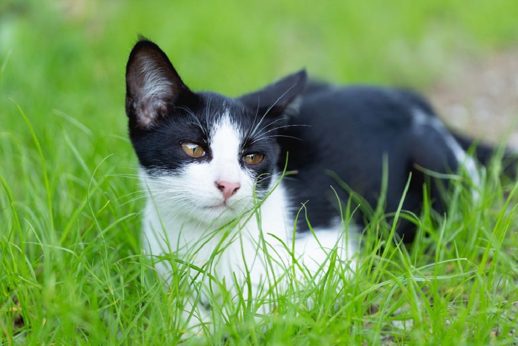 Amati Tingkah Kucing Kesayangan Kamu, Berikut Ciri-Ciri Kucing yang Menyayangi Pemiliknya
