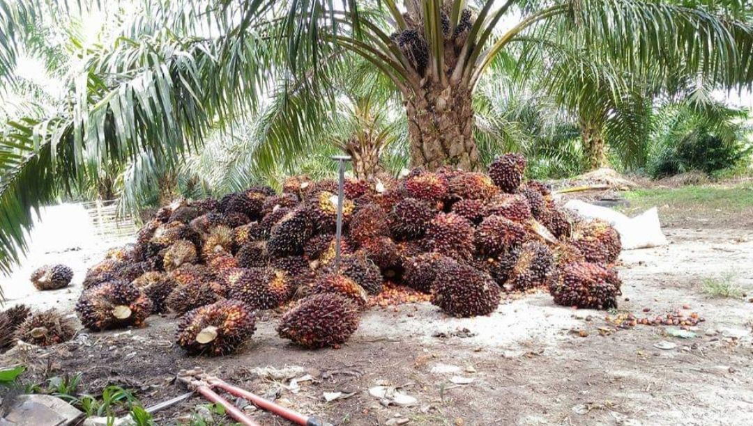 Ilustrasi Harga Sawit Bangka Belitung Hari Ini Turun