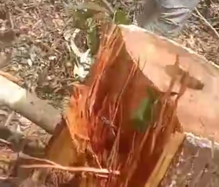 Salah satu pohon yang dibabat pelaku ilegal logging di hutan Sungkai Lubuk Dalam.