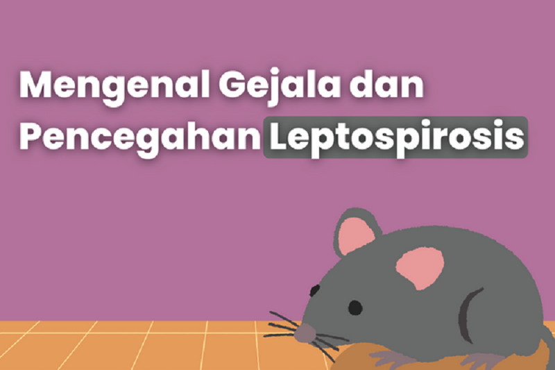 Mengenal gejala dan pencegahan penyakit Leptospirosis yang rentan terjadi saat banjir dari kencing tikus yang jarang diketahui warga.