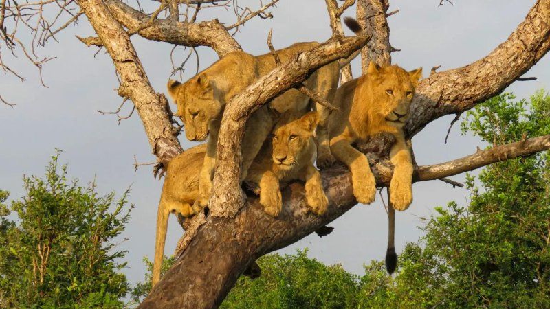 Apa yang membuat Vurhami Lion Pride unik adalah kecenderungan aneh mereka untuk memanjat pohon dan menghabiskan hari-hari terpanas di dalamnya. 