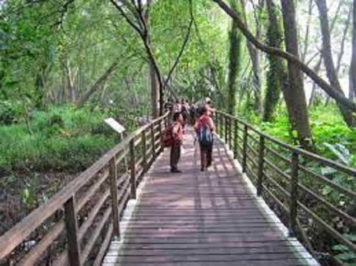 Hutan Mangrove, Pantai Indah Kapuk