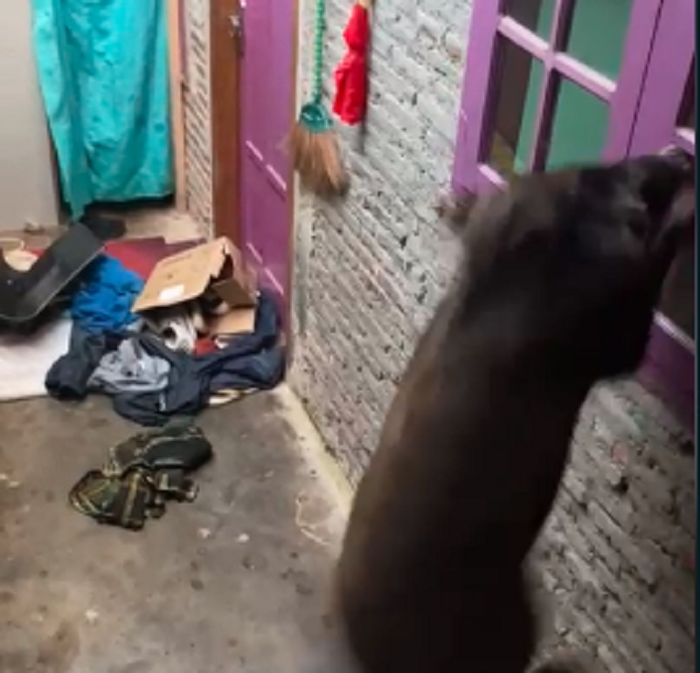 Video babi hutan masuk rumah warga di sumbang, banyumas