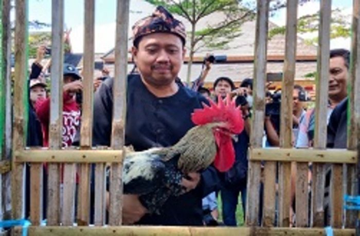 Ayam Pelung, Masih Menjadi Idola Masyarakat